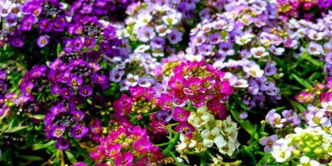 Květiny alissaum: vše, co potřebujete vědět o přistání, pěstování a odchodu 50+ fotografií